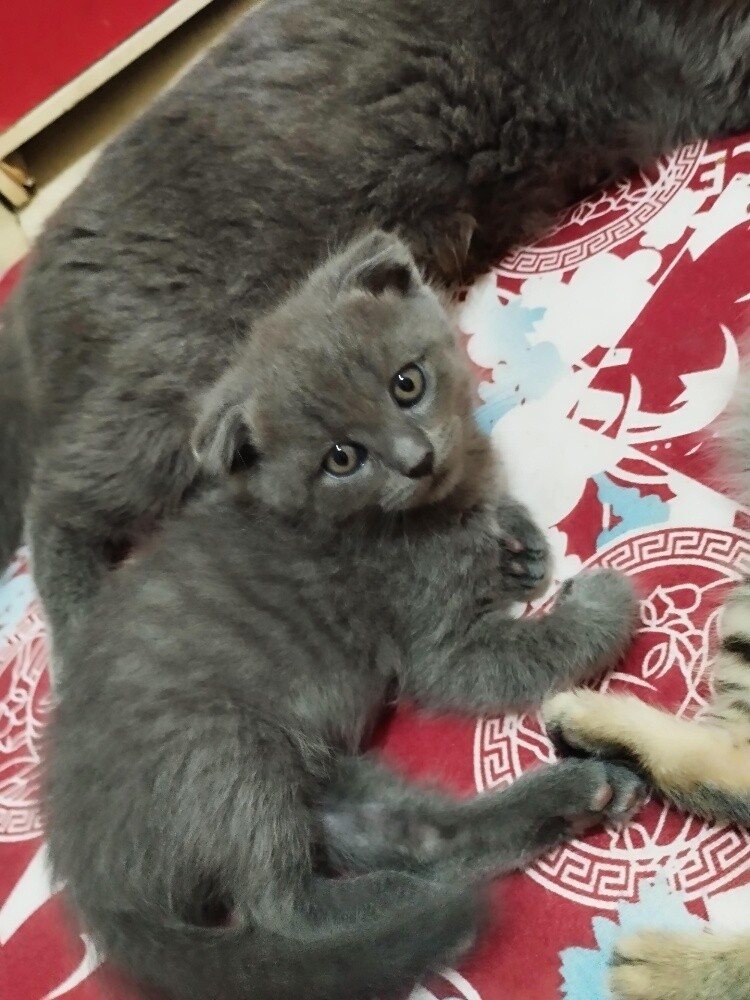 Scottish cats - 3