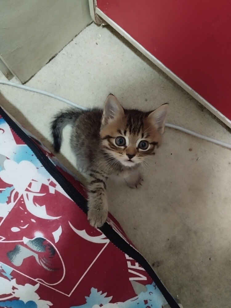 Scottish cats - 7