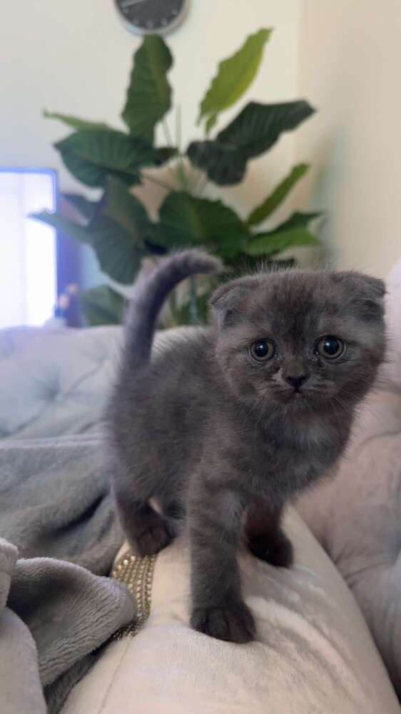kitten - 1