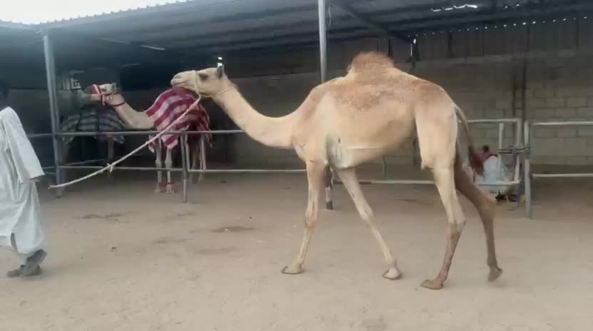 بكره حقه طيبه جدا - 2