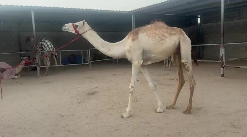 قعود حق سبوق جداا - 3
