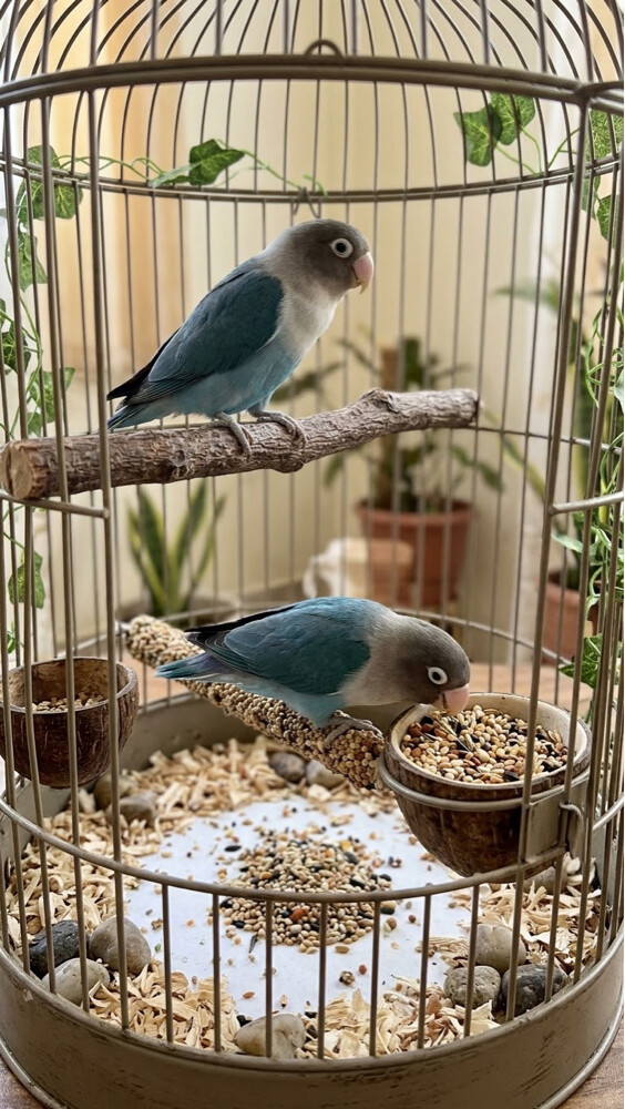 Black-masked Lovebird - 1