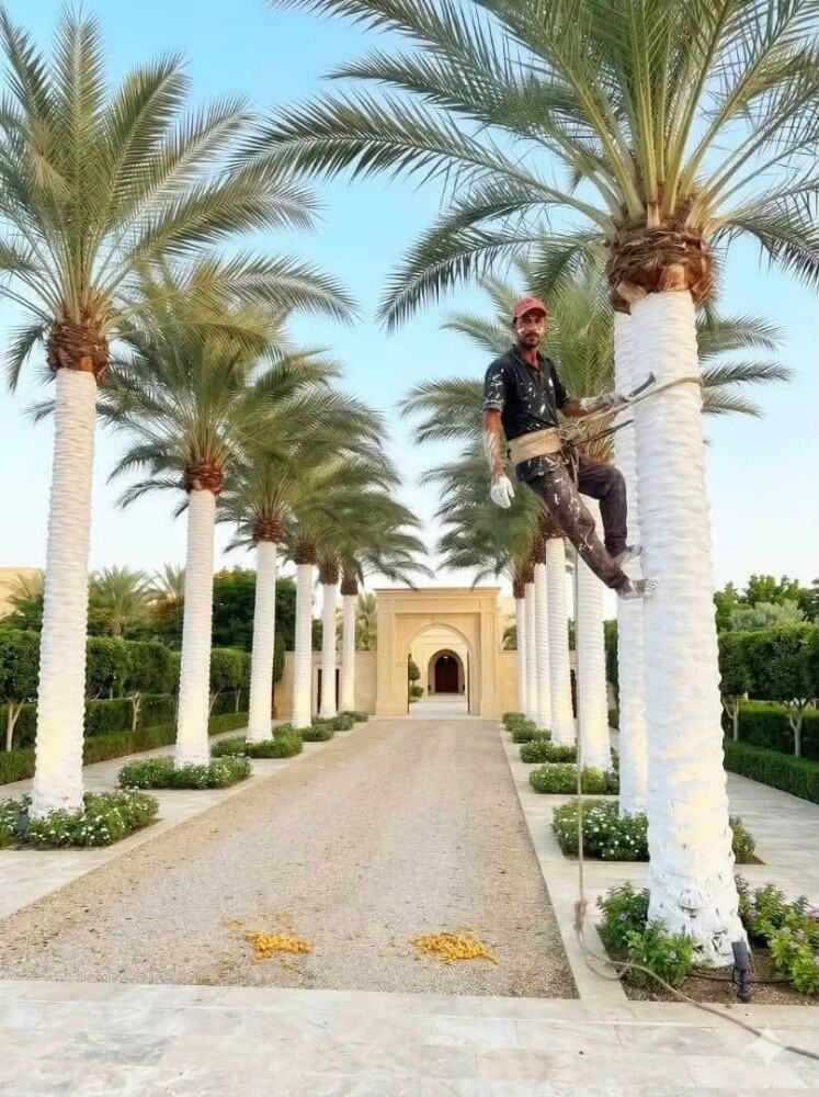 صبغ النخيل وحفاظ علي الخشب - 1