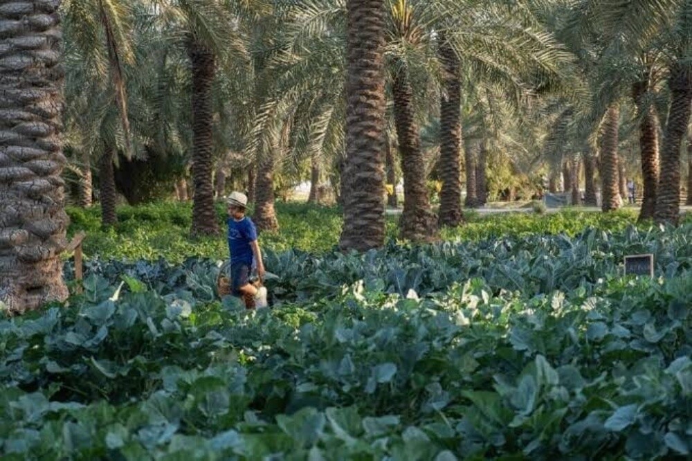 شاب مصري في قطر - 1