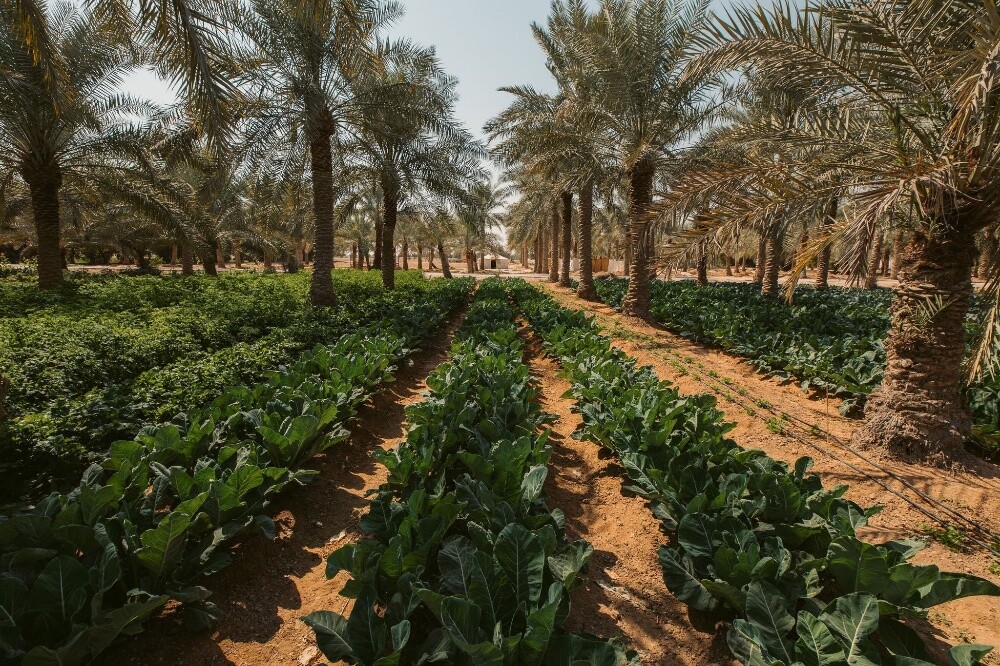 شاب مصري في قطر - 2