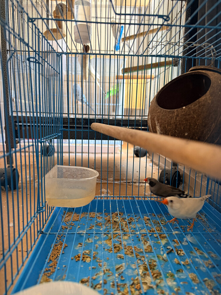 finches with chicks - 2