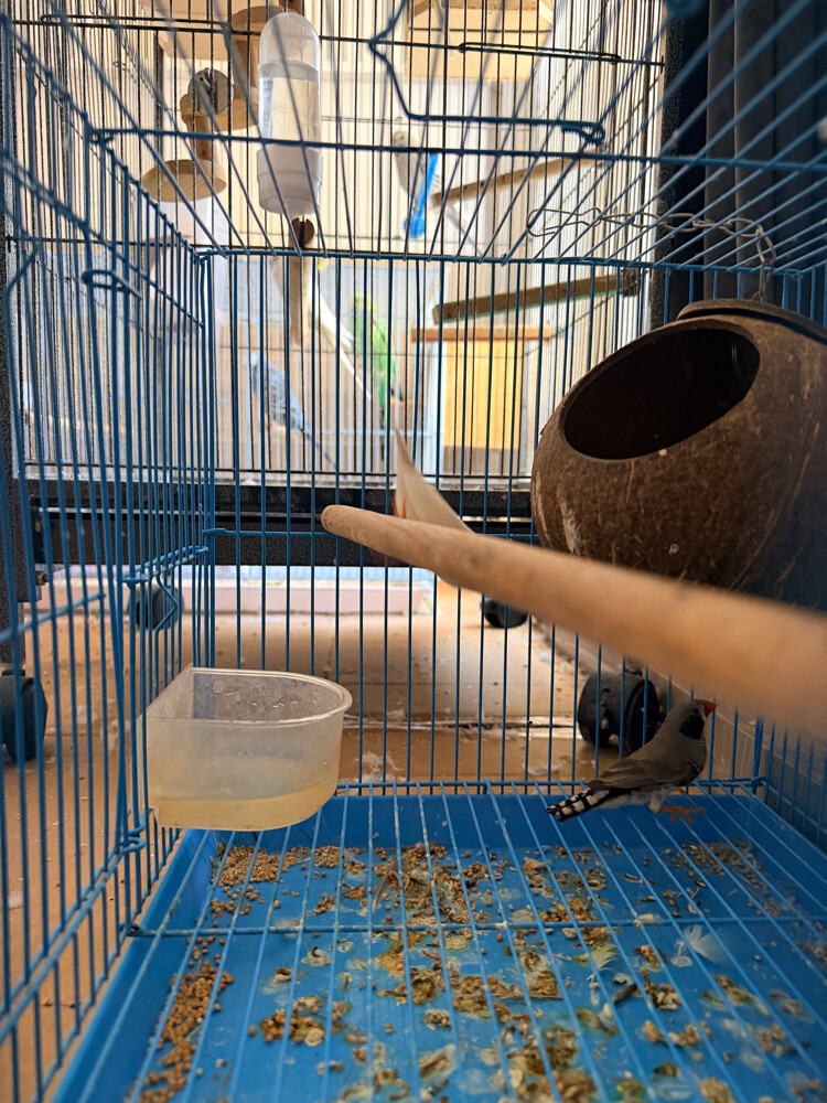 finches with chicks - 3