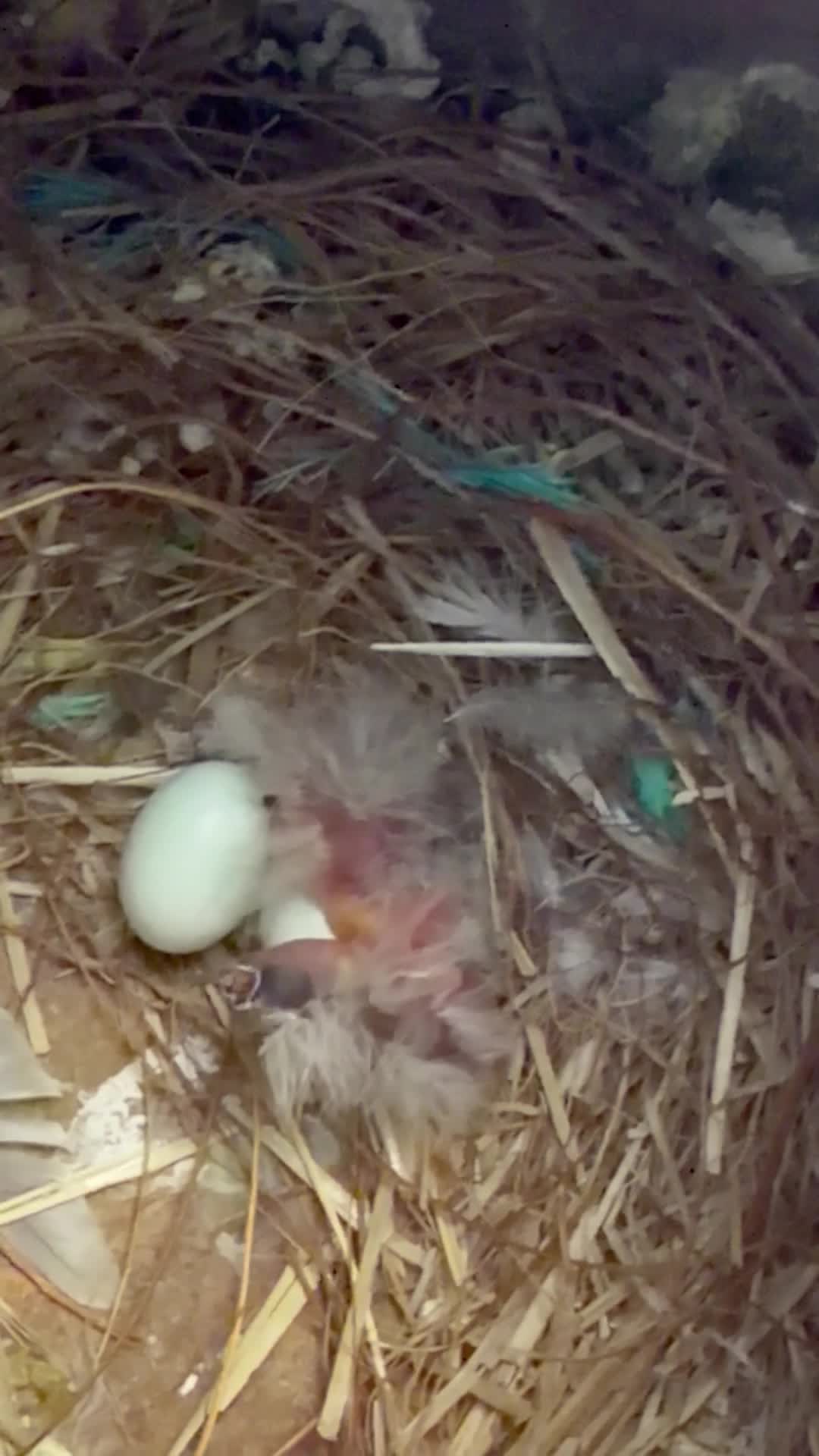 finches with chicks - 4