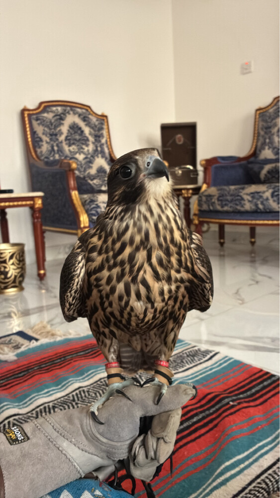 جير تبع  - 2