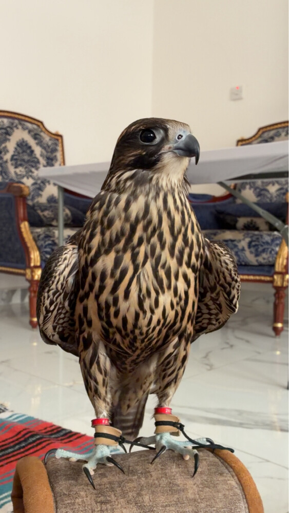 جير تبع  - 1