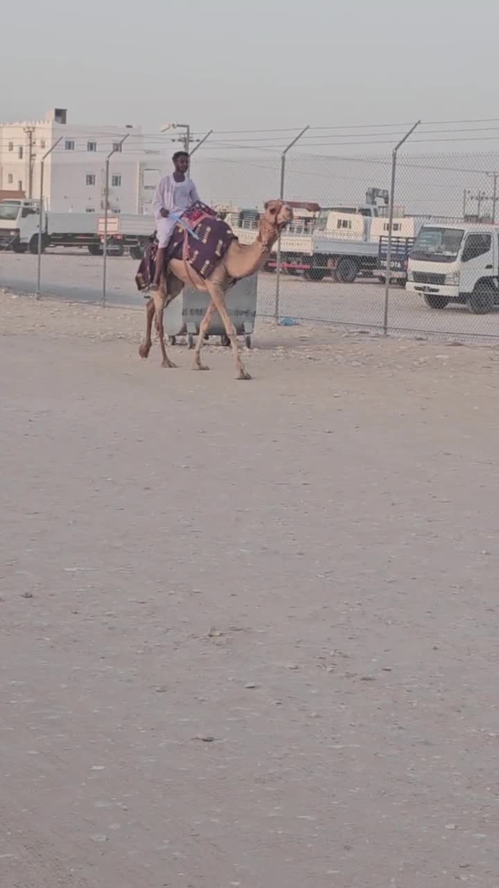 للبيع ركبيه طيبه عمانيه - 1