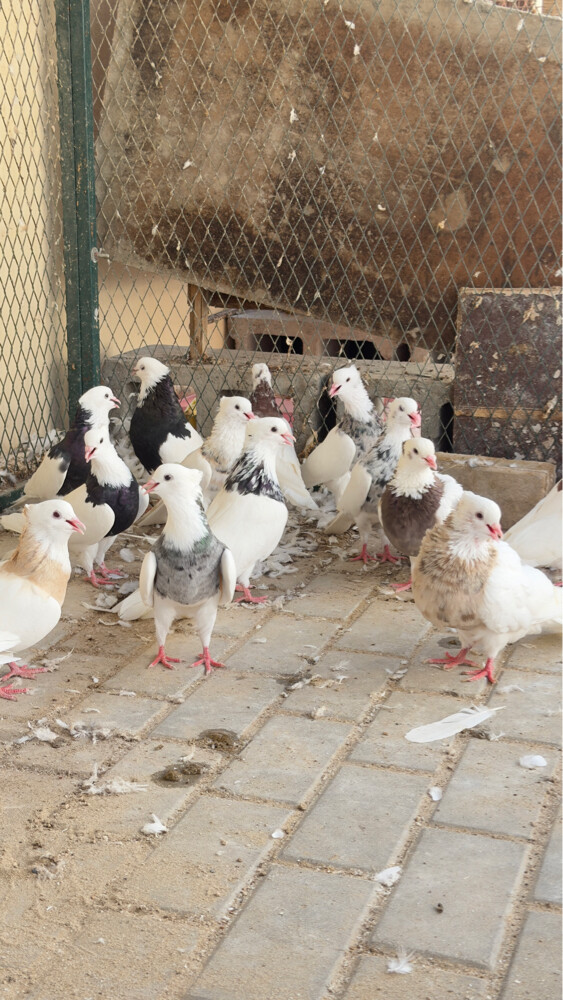 مطوقات مستوى - 2