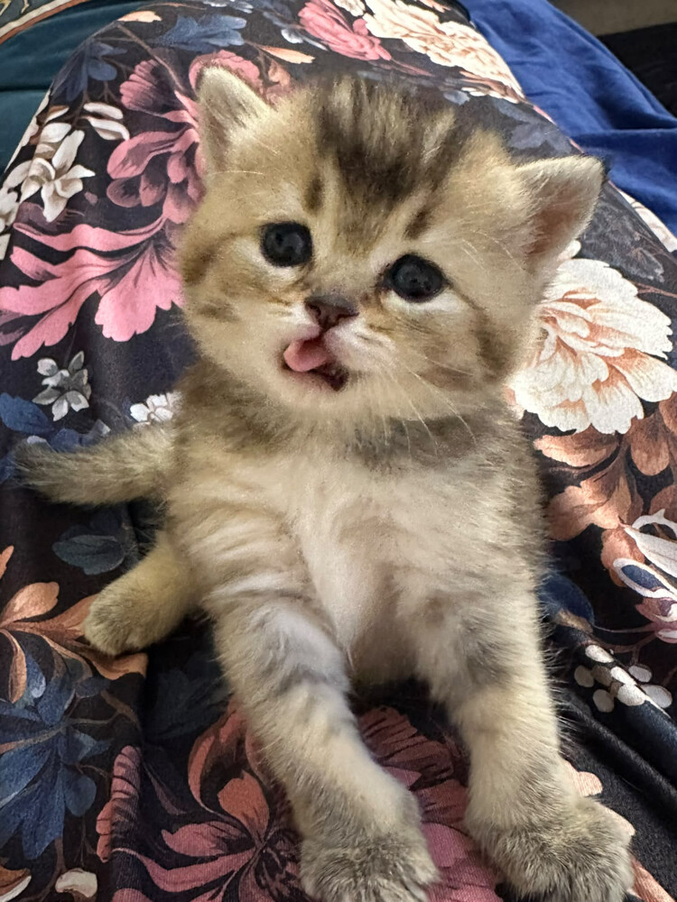 Beautiful Scottish Golden Kittens - 3