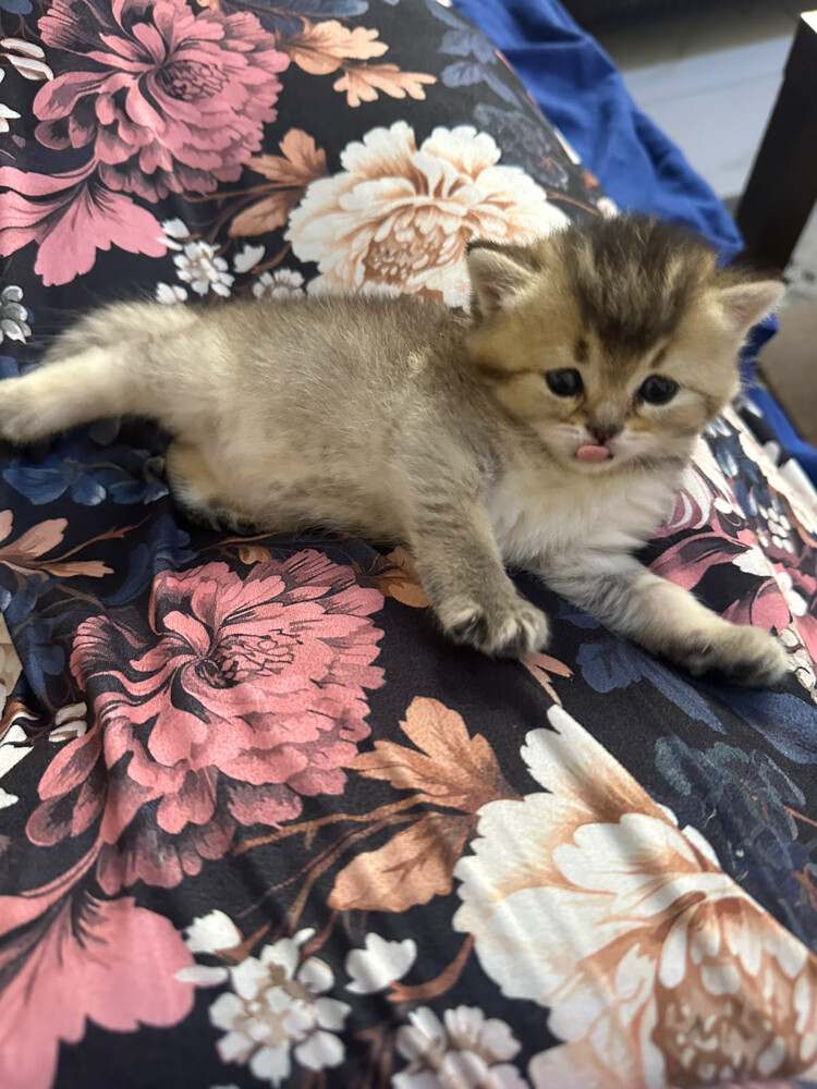 Beautiful Scottish Golden Kittens - 2