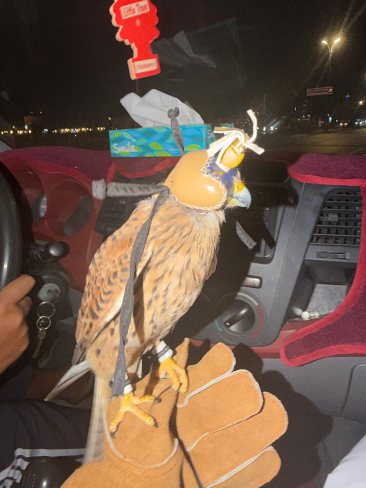 للبيع شرياص مع اغراضه - 2