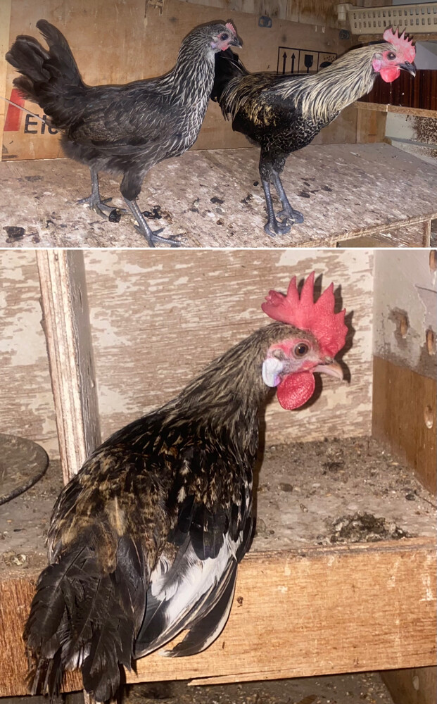 3 chicken for sale = Qr100 - 1