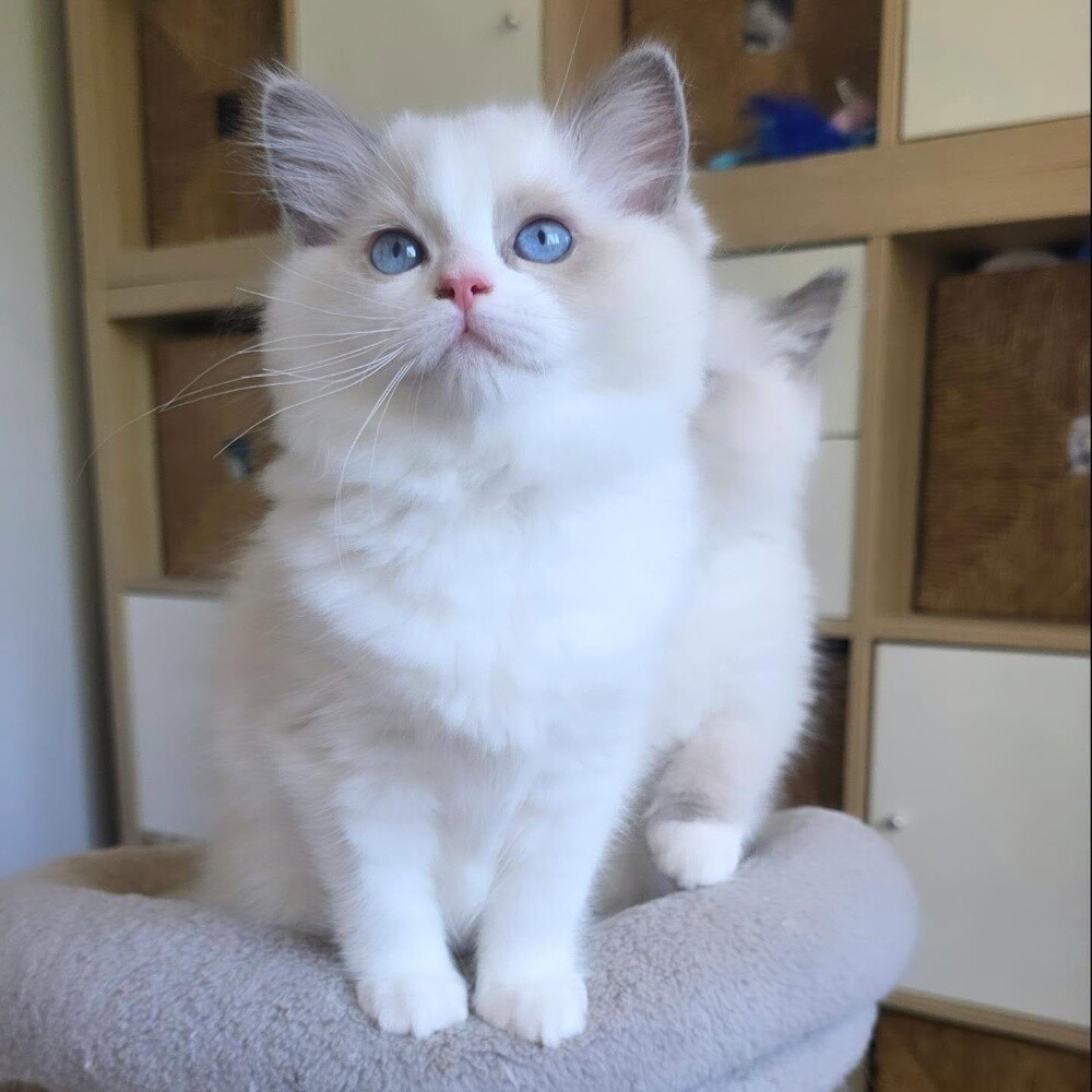 Ragdoll kitten - 2