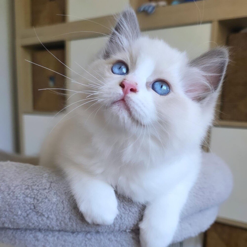 Ragdoll kitten - 1