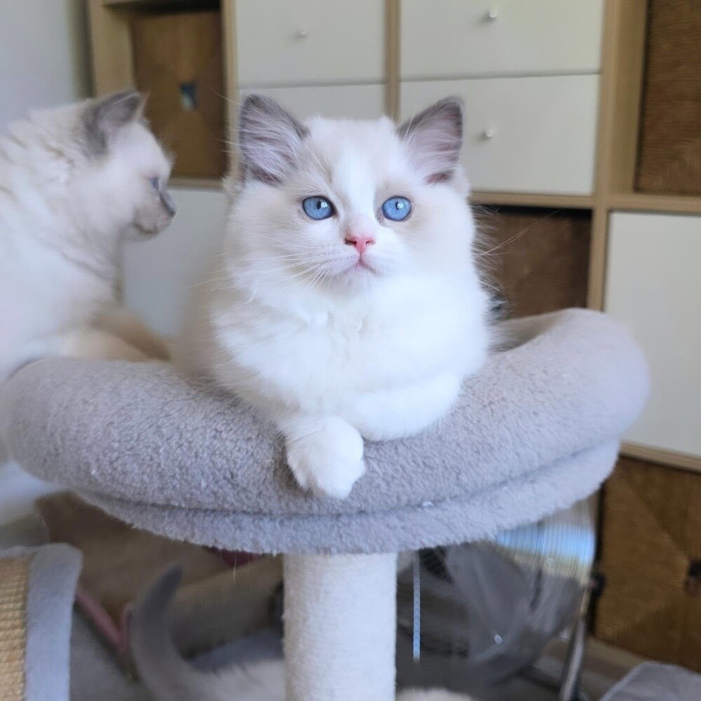 Ragdoll kitten - 3