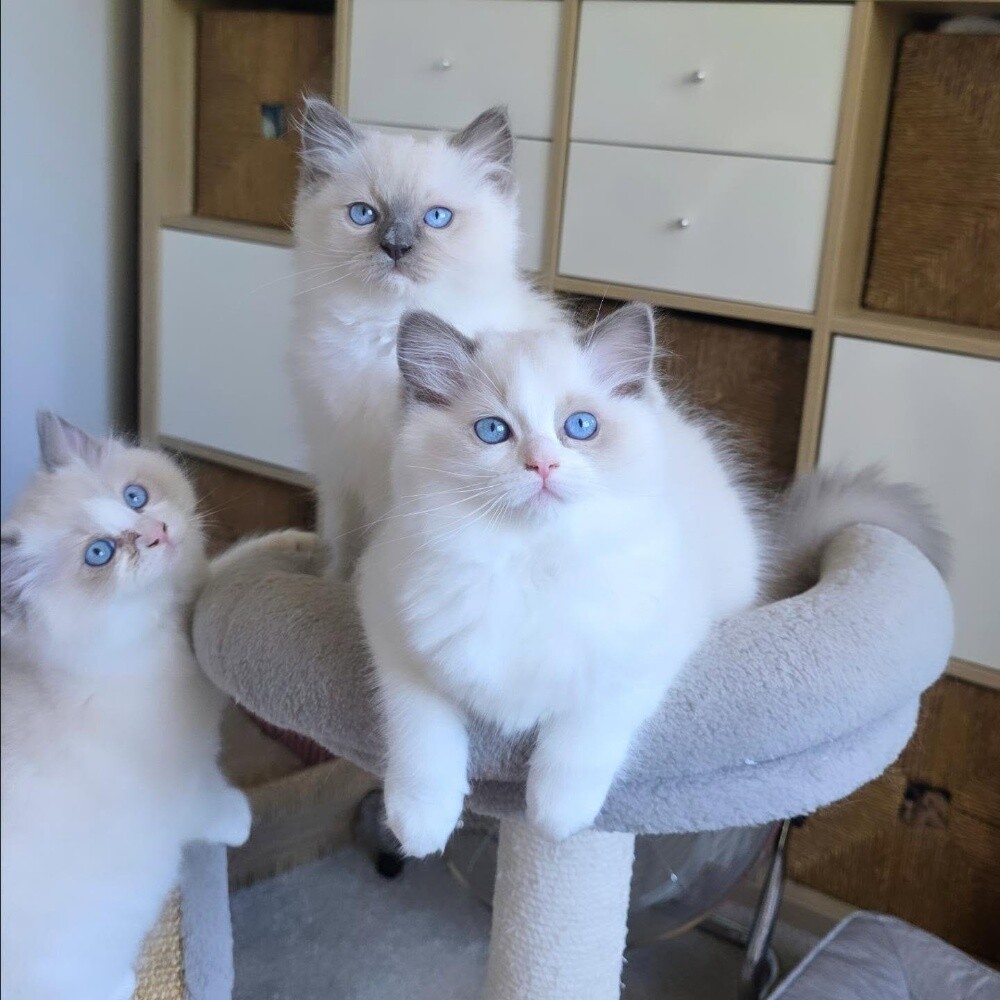 Ragdoll kitten - 4