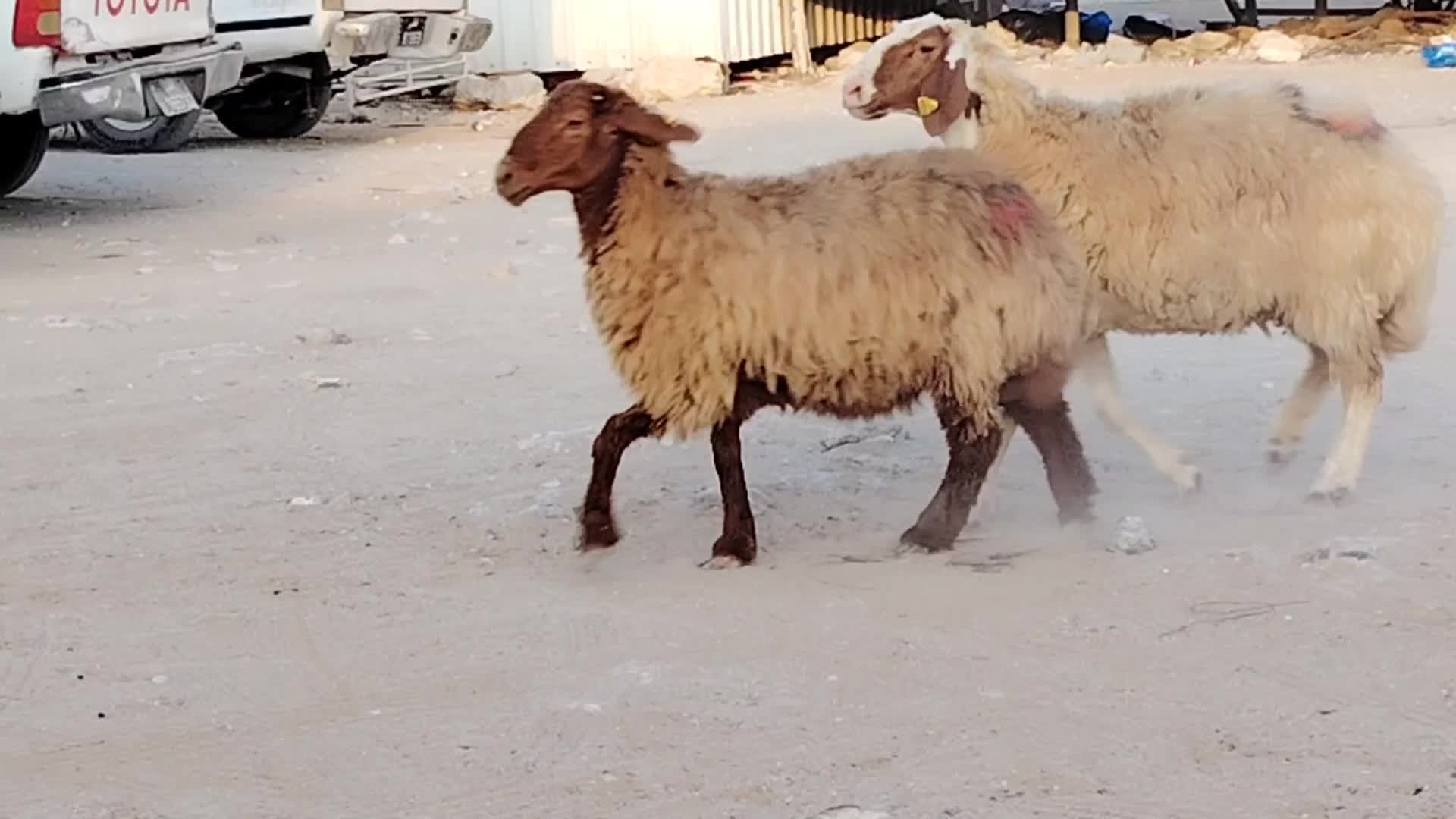 للبيع شويهات دفيع شرط سونار - 1