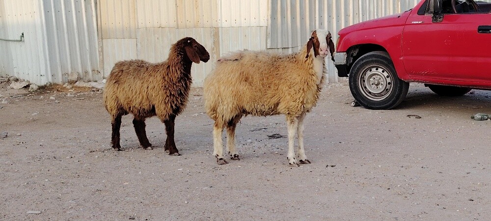 للبيع شويهات دفيع شرط سونار - 6