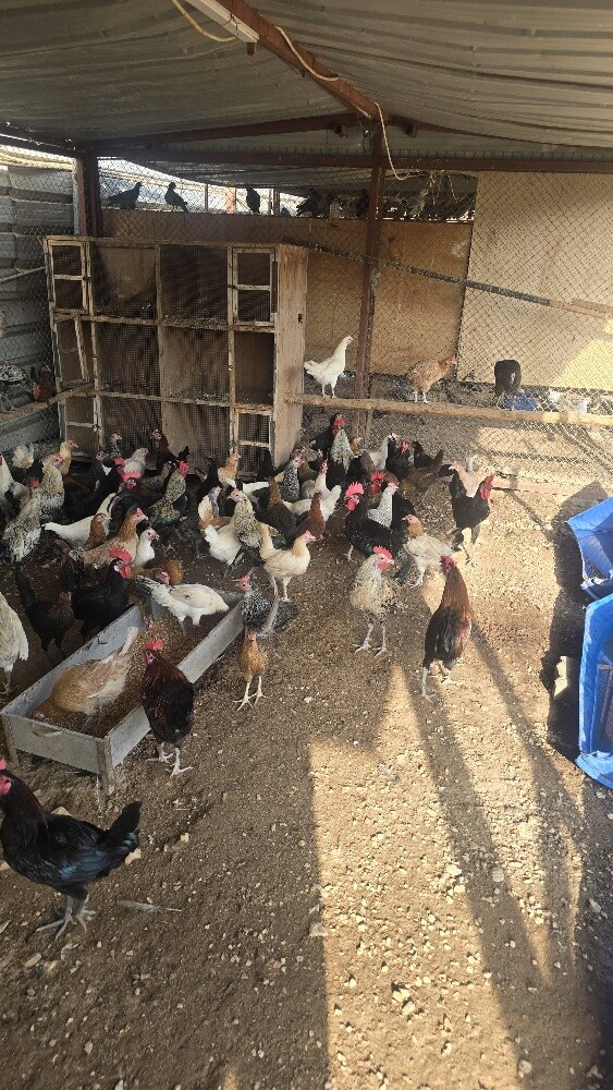 دجاج بلدي - 2