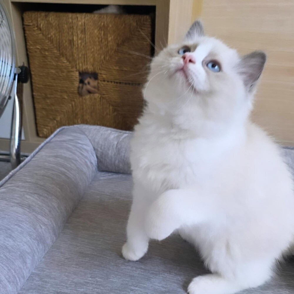 Ragdoll Kitten - 3