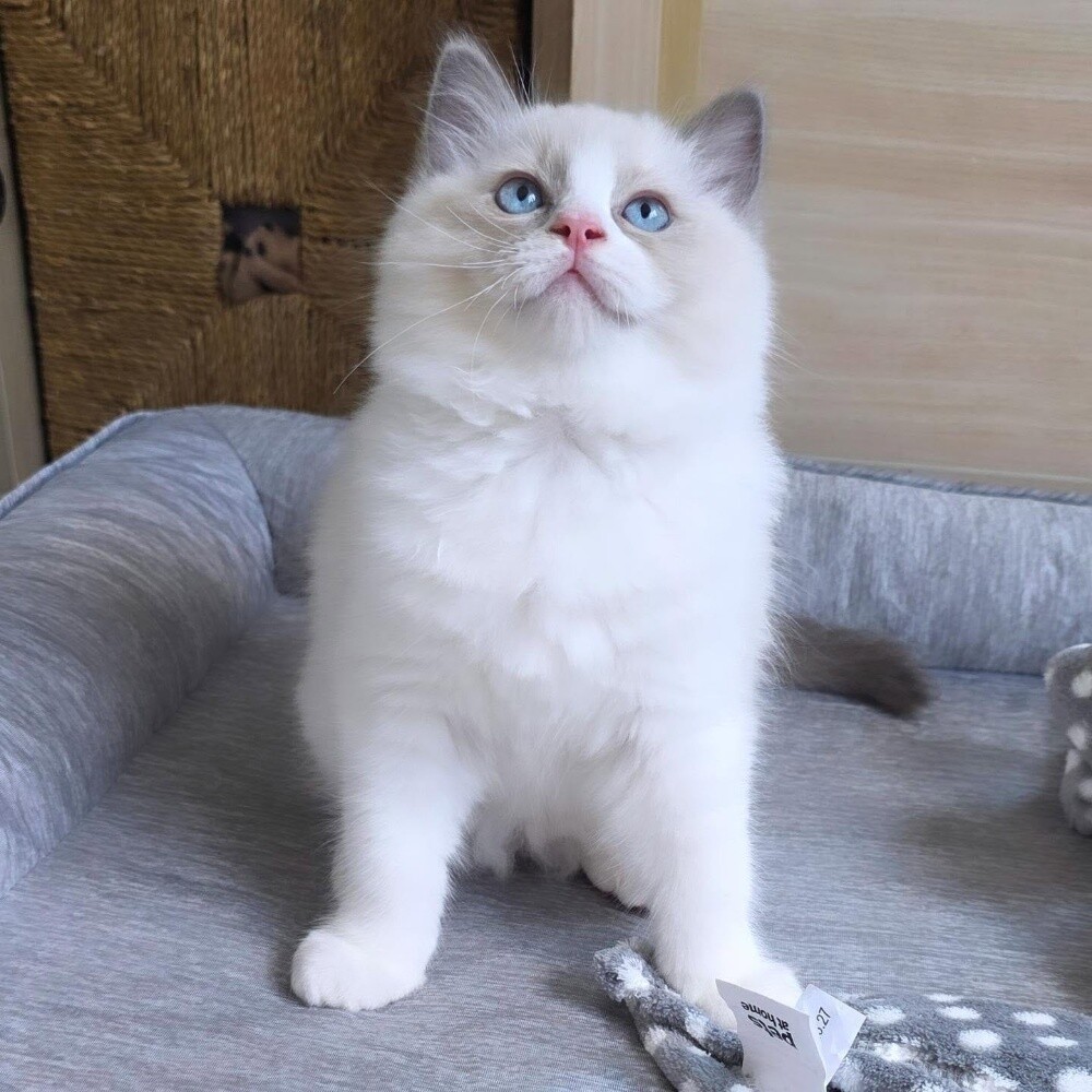 Ragdoll Kitten - 1