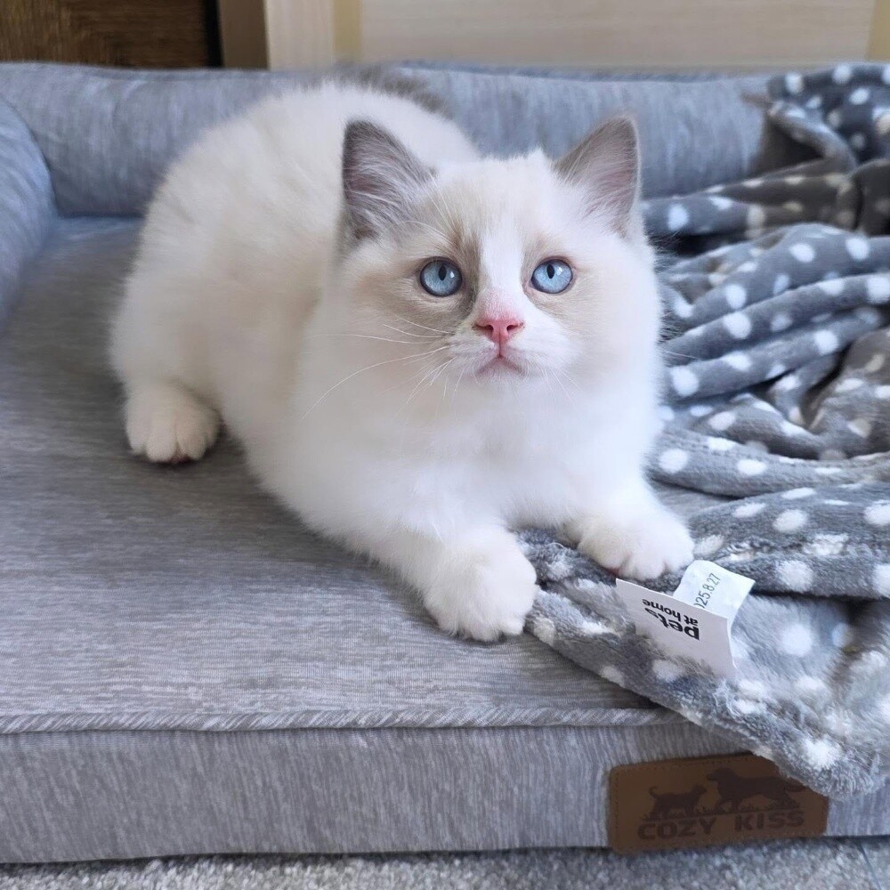 Ragdoll Kitten - 2