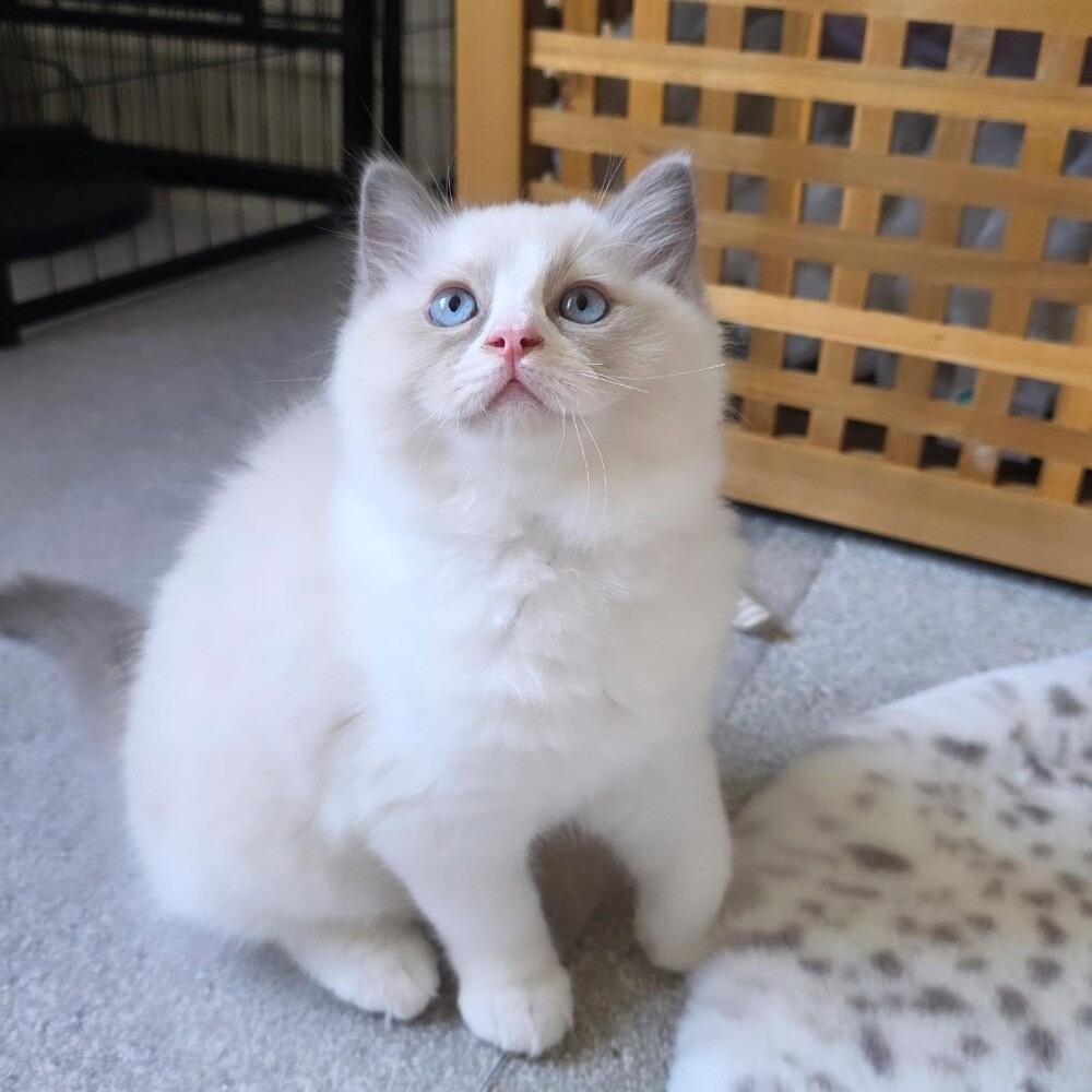 Ragdoll Kitten - 4