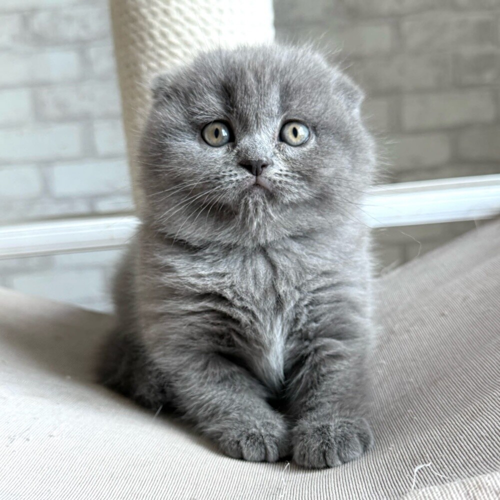 Scottish Fold Kitten - 1