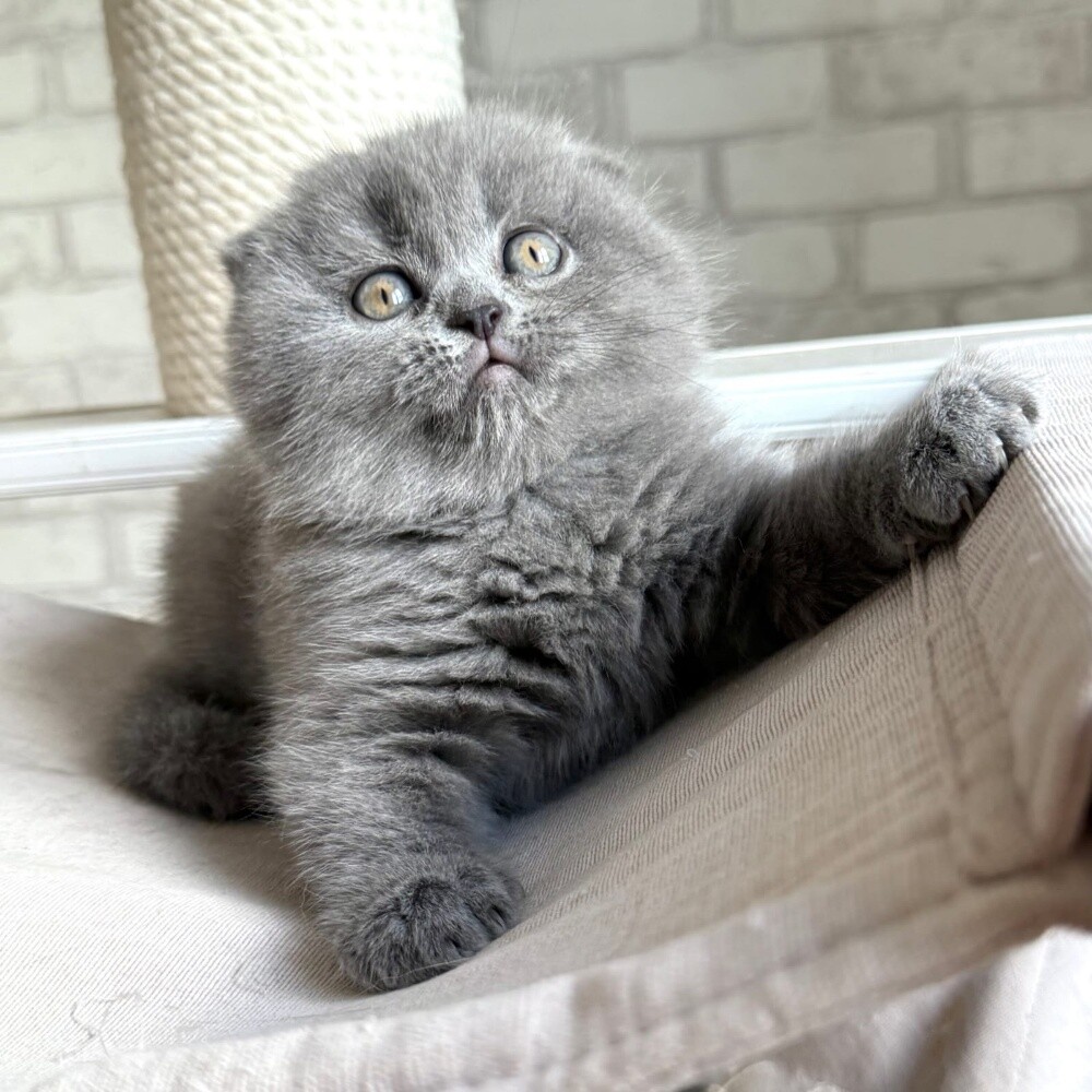 Scottish Fold Kitten - 2