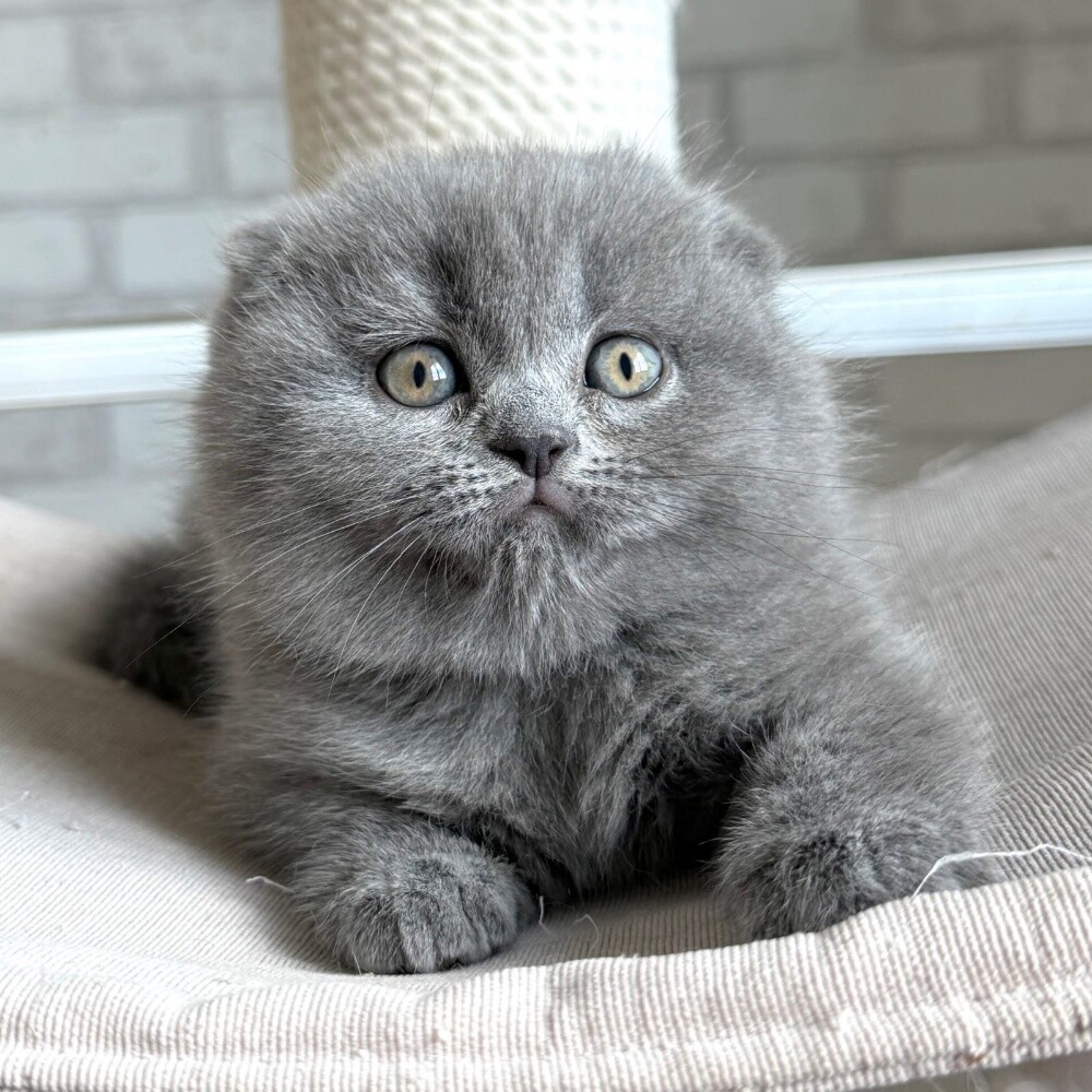 Scottish Fold Kitten - 4