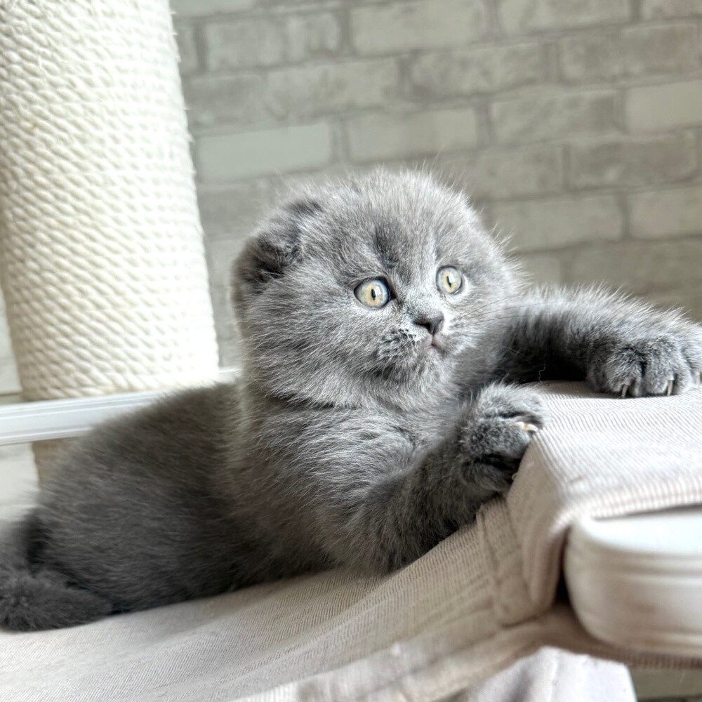 Scottish Fold Kitten - 3