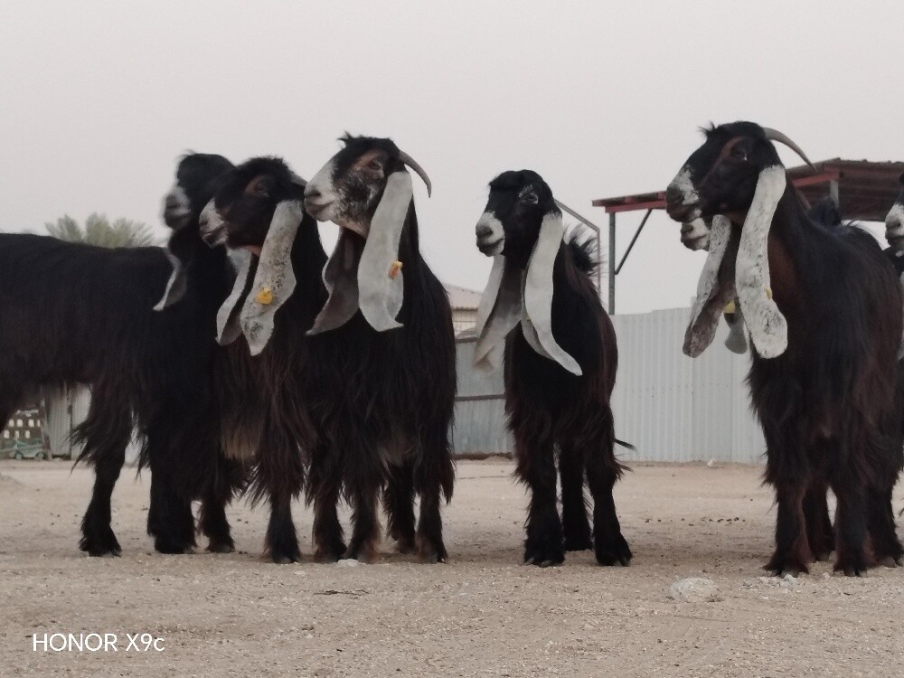 للبيع جمد عوارض طيب صنف - 3