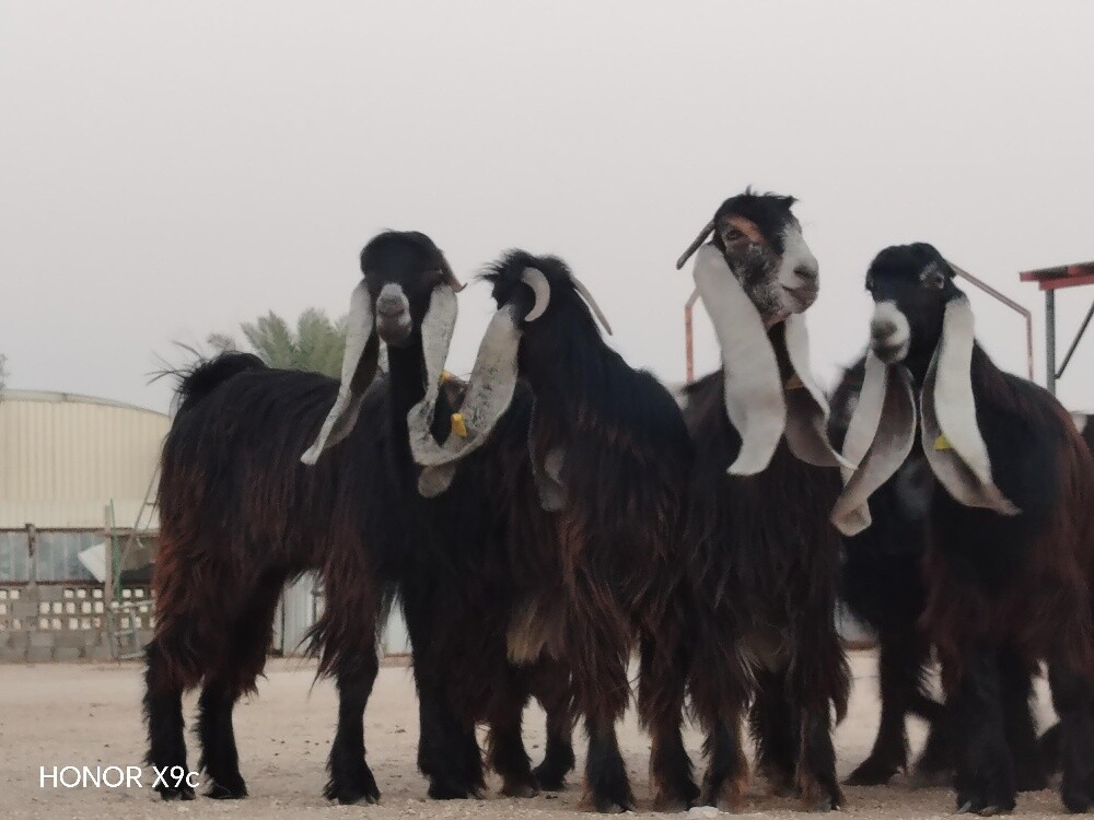 للبيع جمد عوارض طيب صنف - 2