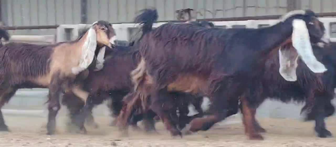 للبيع جمد عوارض طيب صنف - 4