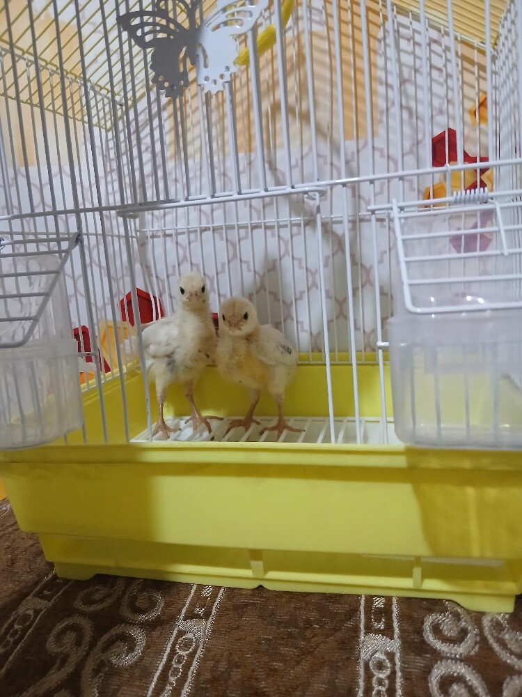 2 صيصان وقفص واكل وتوصيل 75 ريال - 2