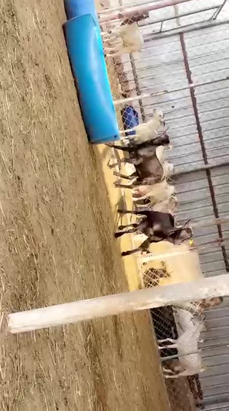 تيوس اسبانيا بيور مشروع فحوله - 1