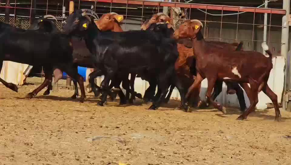 معزه اسبانيا مهجنه طيبه - 1