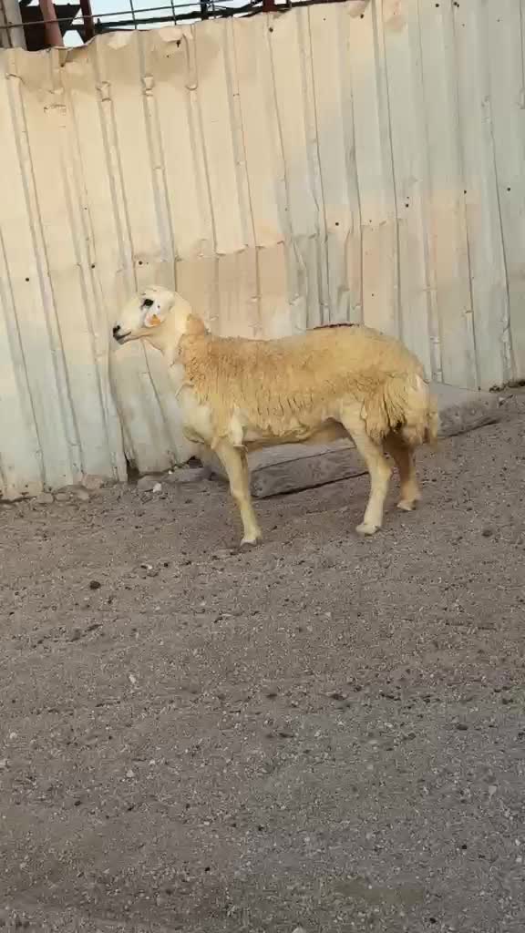 للبيع شاه حبصيه دفيع شرط - 4