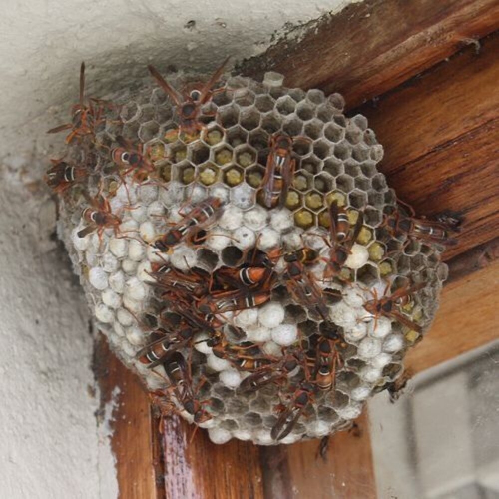 MOZON AL DOHA PEST CONTROL - 11