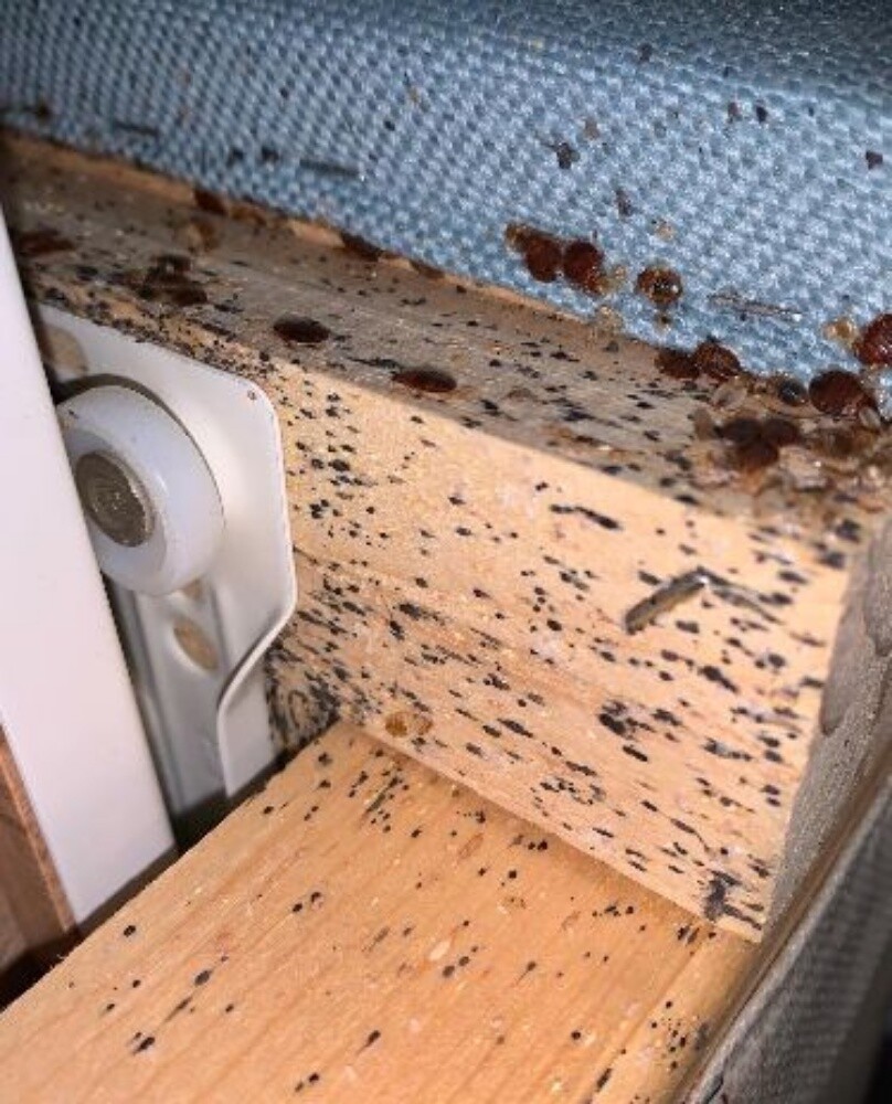MOZON AL DOHA PEST CONTROL - 10