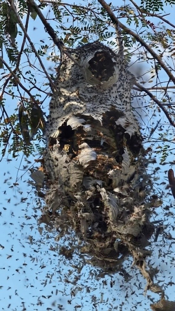 MOZON AL DOHA PEST CONTROL - 5