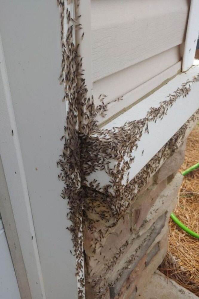 MOZON AL DOHA PEST CONTROL - 6