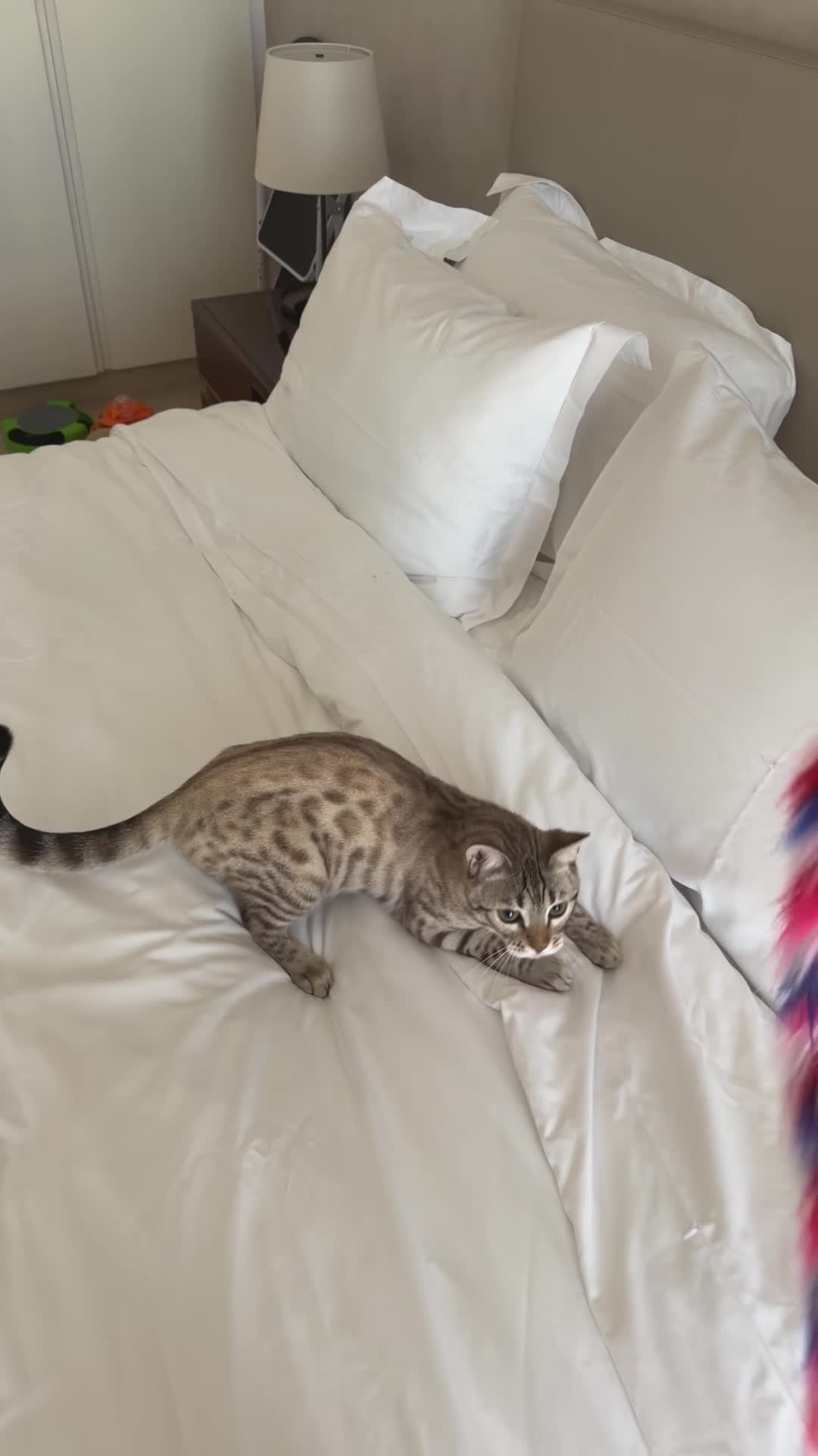 Snow Lynx Bengal & White Scottish  - 12