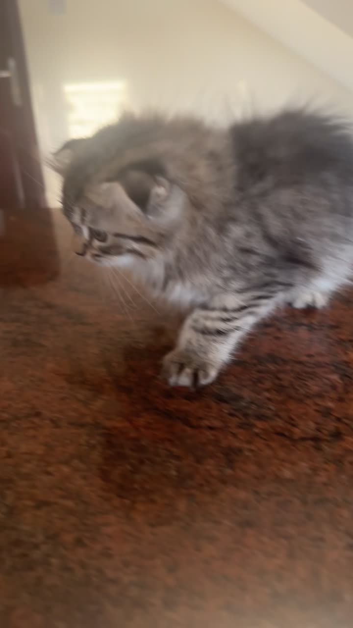 قطط - 2