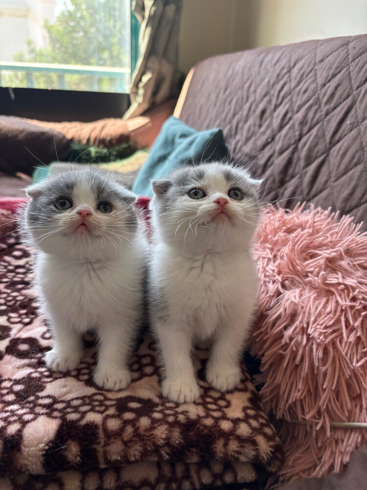 scottish fold and scottish straight - 1
