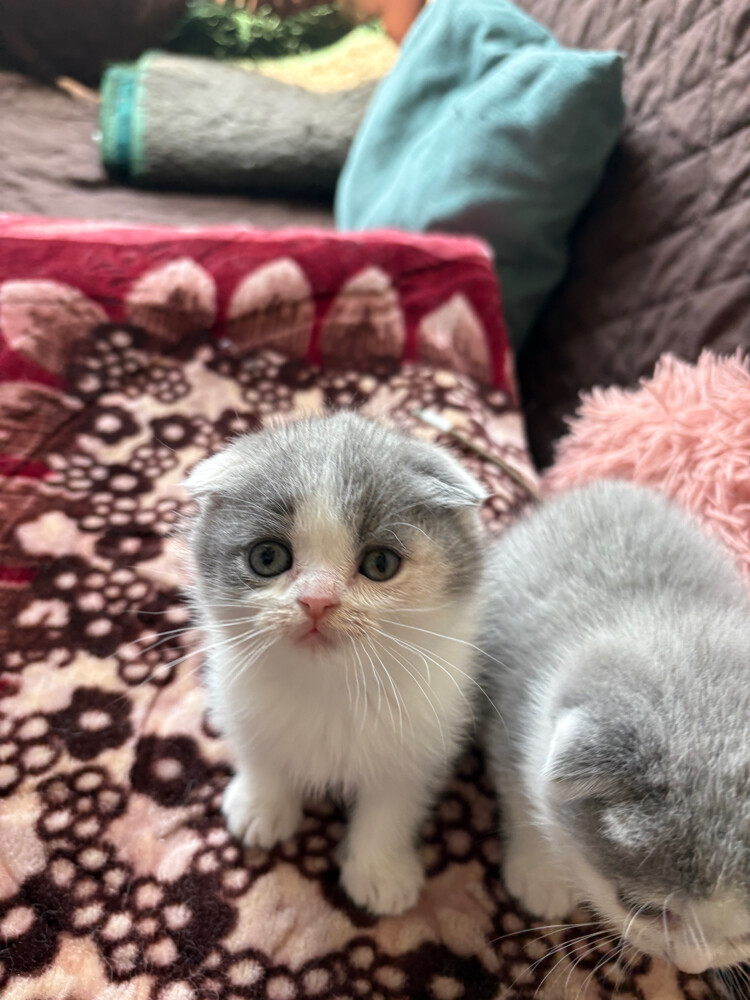 scottish fold and scottish straight - 29